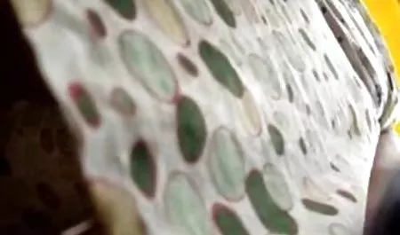 سامان بازی, پر زرق و سکس خواهر برادر برق